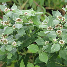 Пикнантемум извилистый (Горная мята) (Pycnanthemum flexuosum)