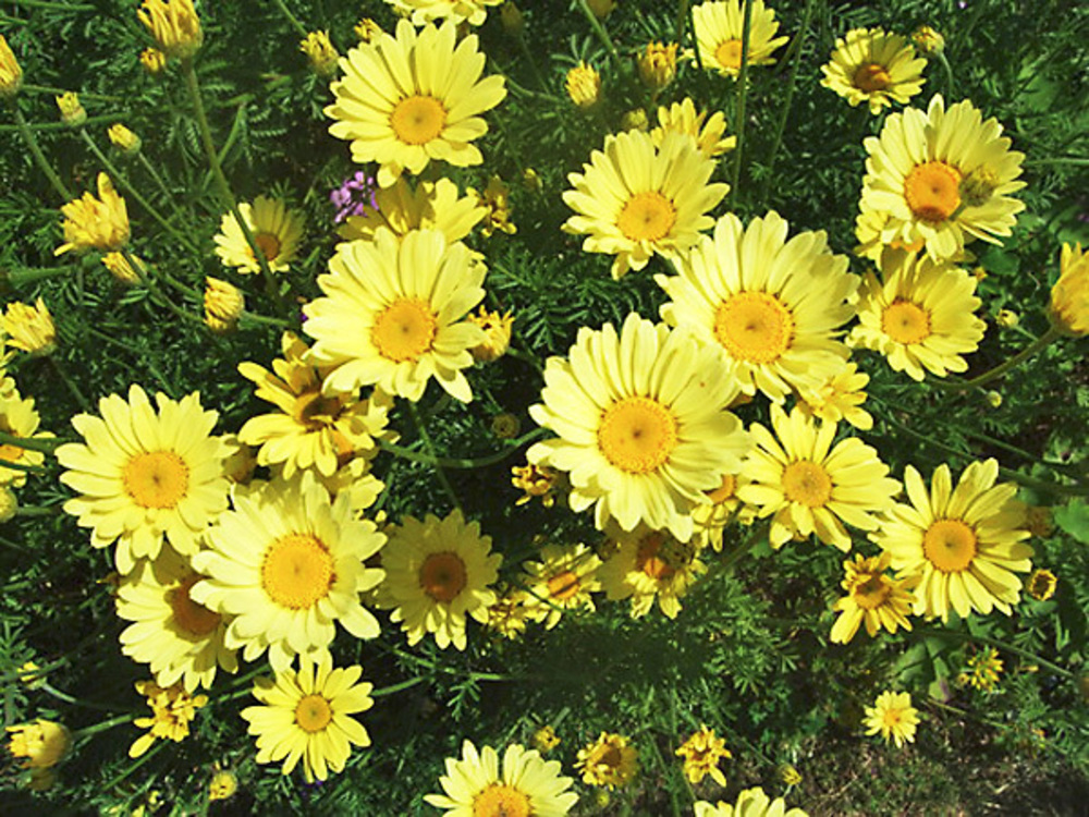 Пупавка гибридная Е.С. Бакстон (Anthemis x hybrida 'E.C. Buxton')