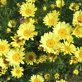 Пупавка гибридная Е.С. Бакстон (Anthemis x hybrida 'E.C. Buxton')