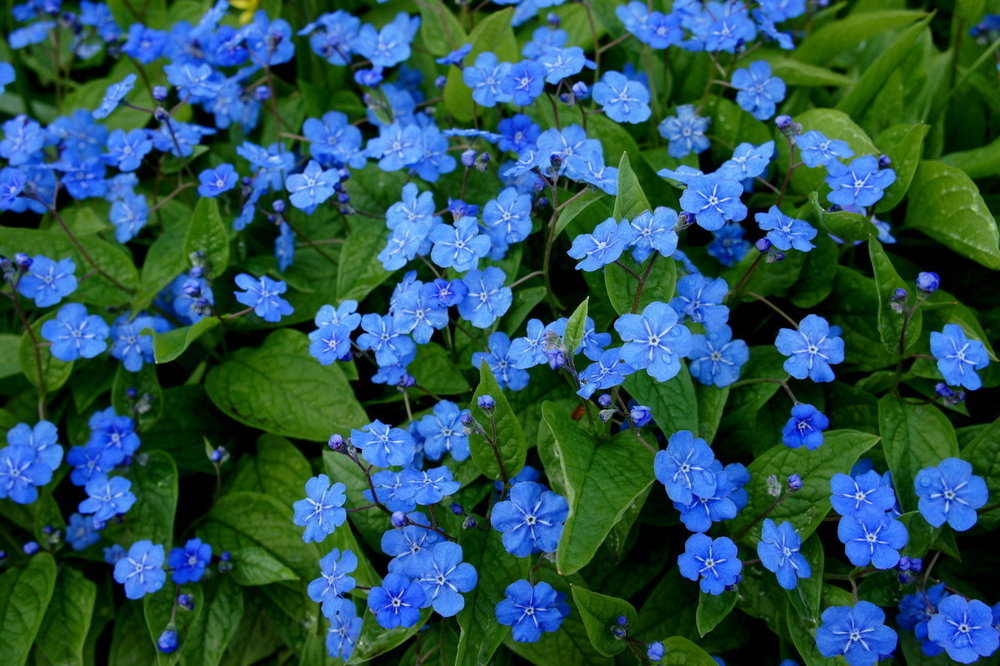 Пупочник весенний (Omphalodes verna)