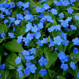 Пупочник весенний (Omphalodes verna)