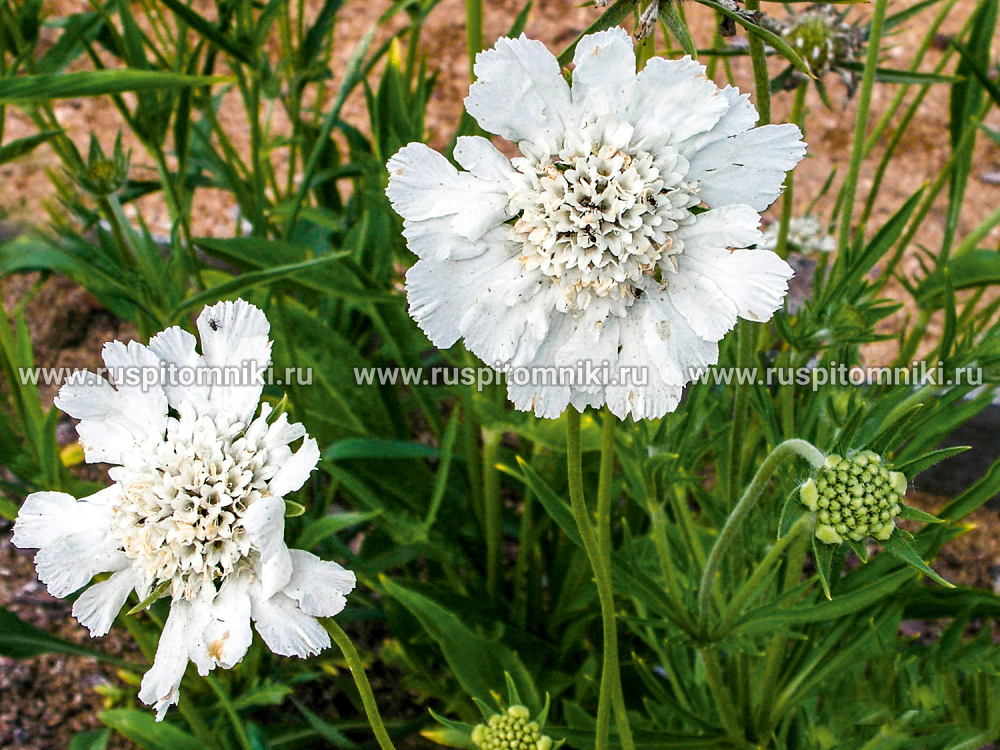 Скабиоза кавказская Фама Уайт (Scabiosa caucasica 'Fama White')