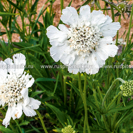 Скабиоза кавказская Фама Уайт (Scabiosa caucasica 'Fama White')