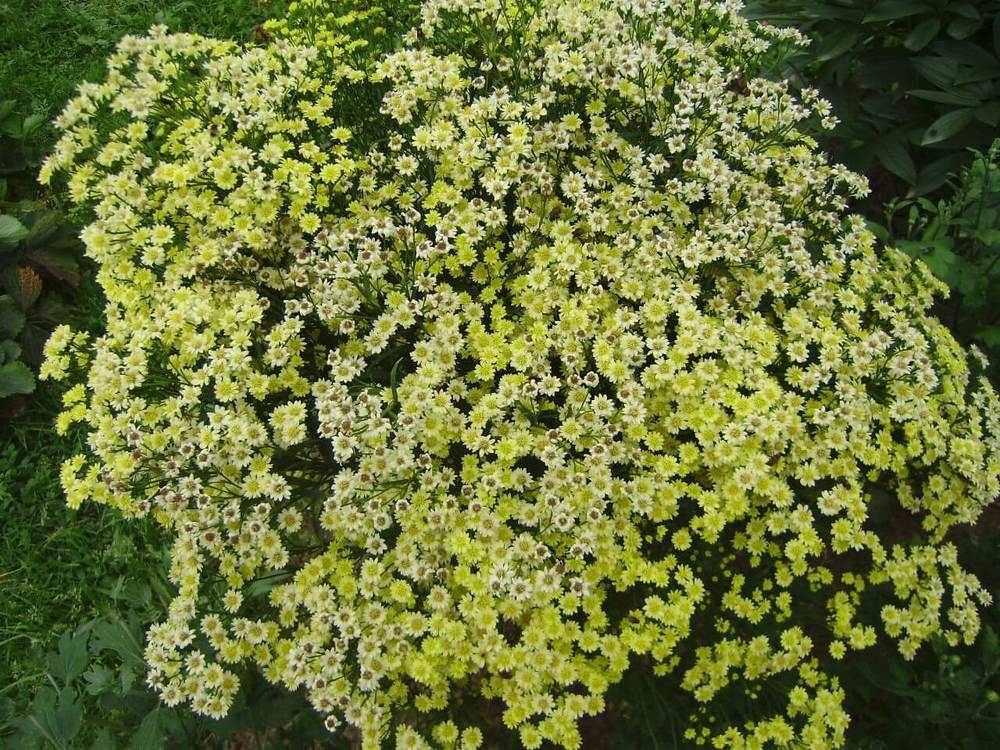 Солидастер желтый Лемор (x Solidaster luteus 'Lemore')