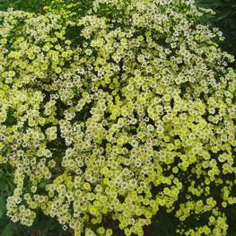 Солидастер желтый Лемор (x Solidaster luteus 'Lemore')