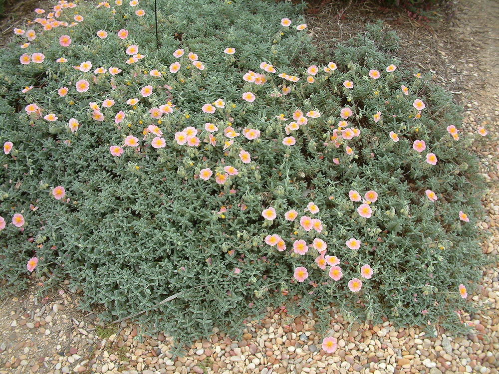 Солнцецвет Голден Куин (Helianthemum 'Golden Queen')