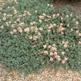 Солнцецвет Голден Куин (Helianthemum 'Golden Queen')