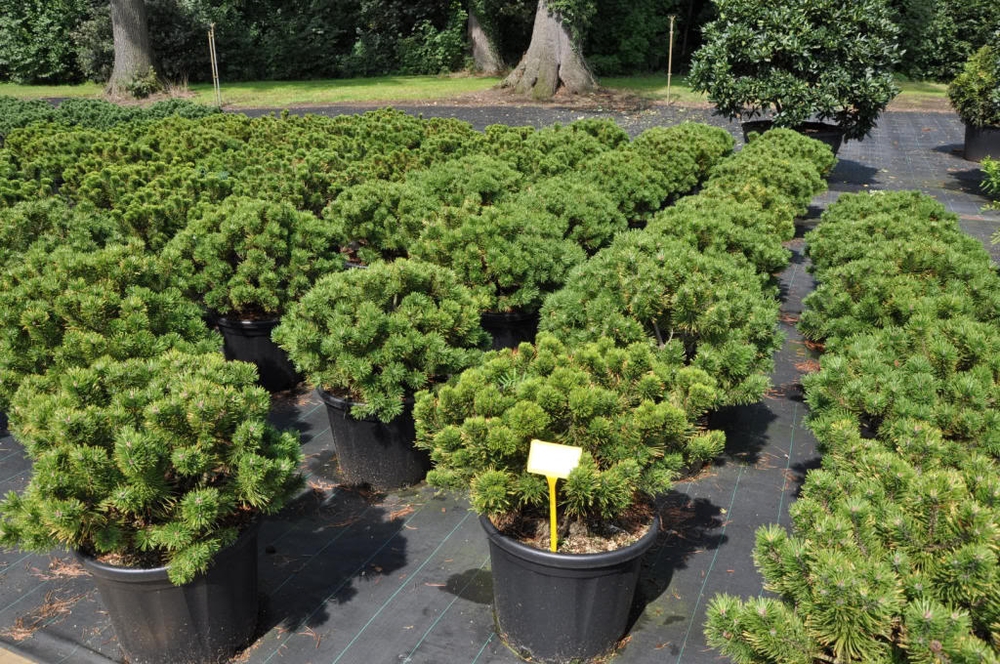 Сосна горная Винтер Голд (Pinus mugo 'Winter Gold')