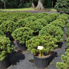 Сосна горная Винтер Голд (Pinus mugo 'Winter Gold')