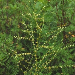 Спаржа шобериевидная (Asparagus schoberioides)