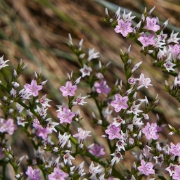 Углостебельник татарский (Goniolimon tataricum)