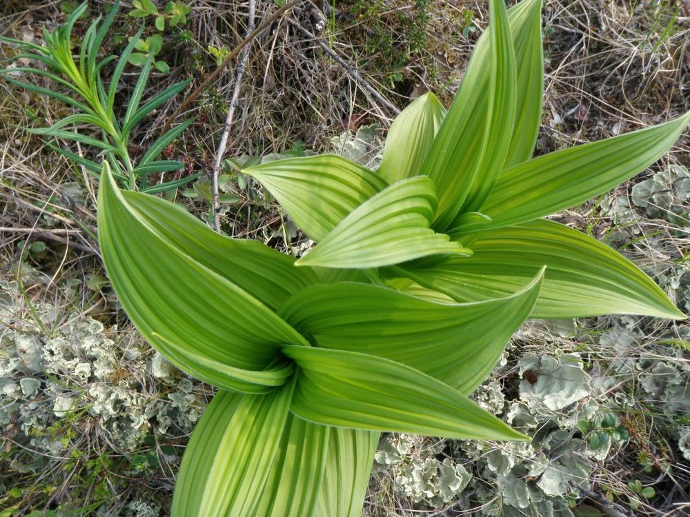 Чемерица даурская (Veratrum dahuricum)