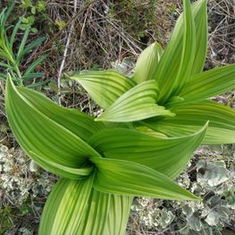 Чемерица даурская (Veratrum dahuricum)