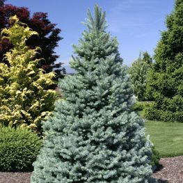 Ель колючая серебристая (Picea pungens f. glauca)