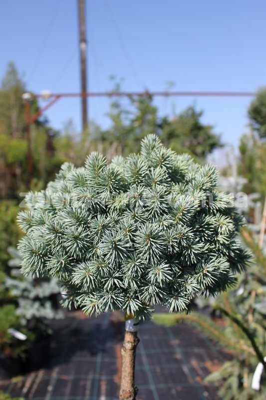 Ель голубая Глаука Компакта (Picea pungens 'Glauca Compacta')