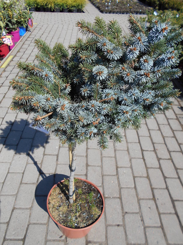 Ель ситхинская Зильберцверг (Picea sitchensis 'Silberzwerg')
