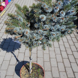 Ель ситхинская Зильберцверг (Picea sitchensis 'Silberzwerg')