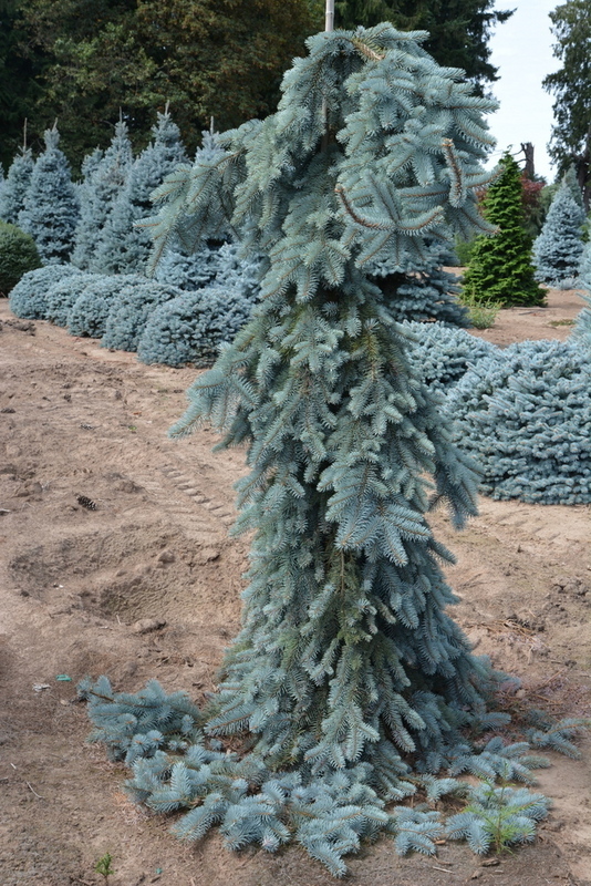 Ель голубая Зе Блюз (Picea pungens 'The Blues')