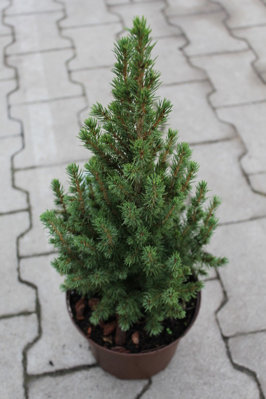 Ель канадская Перфекта (Picea glauca 'Perfecta')