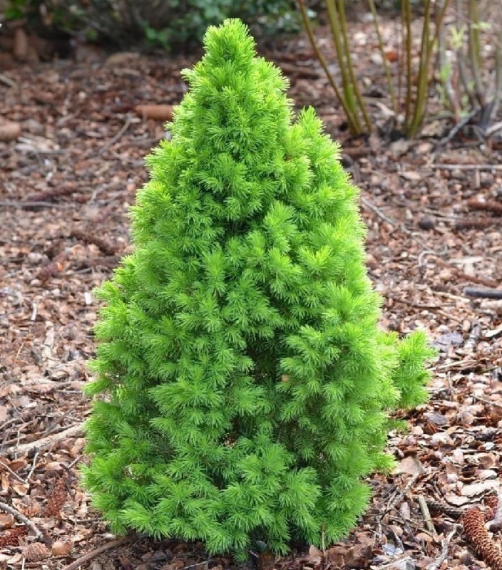 Ель канадская Коника Декабрь (Picea glauca 'Conica December')