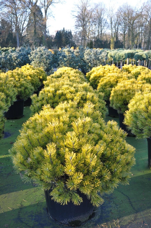 Сосна горная Винтер Голд (Pinus mugo 'Winter Gold')
