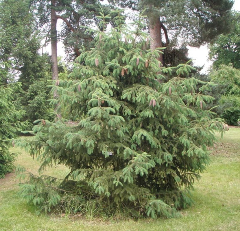 Ель лицзянская Рубесценс (Picea likiangensis var. rubescens)