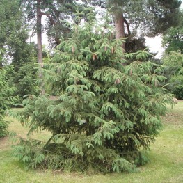 Ель лицзянская Рубесценс (Picea likiangensis var. rubescens)