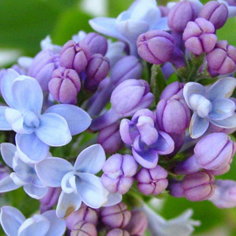 Сирень обыкновенная Карпе Дием (Syringa vulgaris 'Carpe Diem')