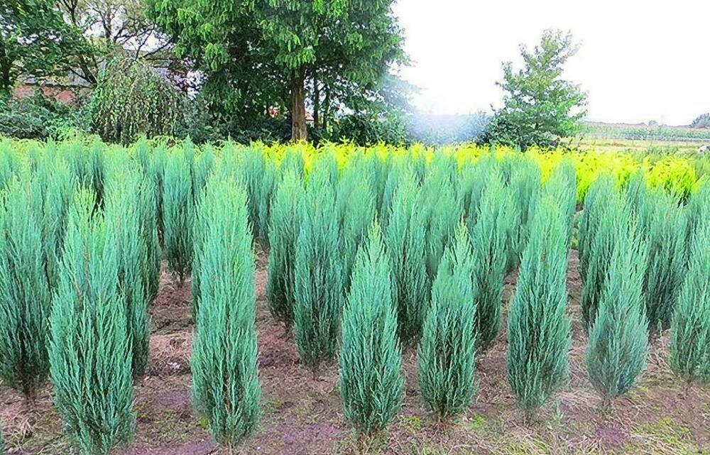 Можжевельник скальный Блю Айвори (Juniperus scopulorum 'Blue Ivory')