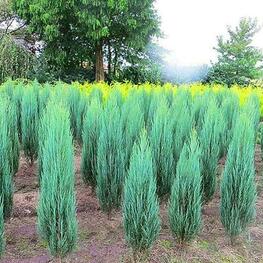 Можжевельник скальный Блю Айвори (Juniperus scopulorum 'Blue Ivory')