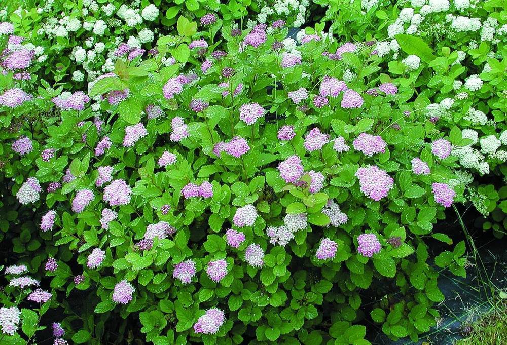 Спирея густоцветковая денсифлора (Spiraea densiflora)