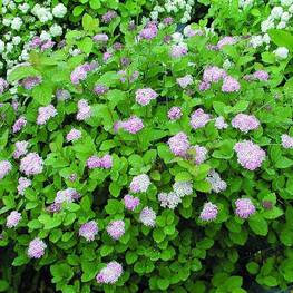 Спирея густоцветковая денсифлора (Spiraea densiflora)