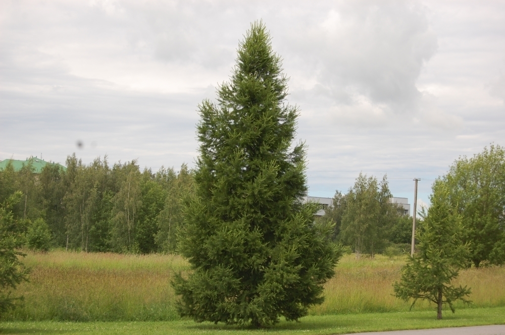 Лиственница сибирская (Larix sibirica)