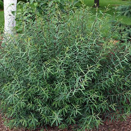 Ива каспийская (Salix caspica)