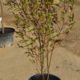 Ива шикотанская (Salix shikotanensis)