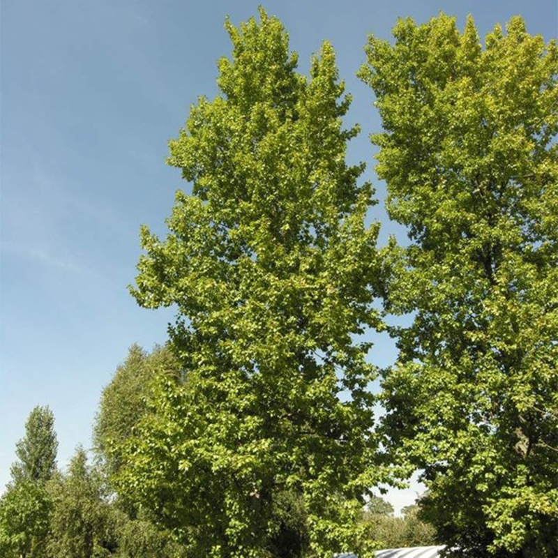 Тополь берлинский (Populus x berolinensis)