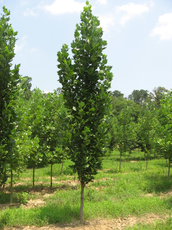 Тополь дрожащий осина (Populus tremula)