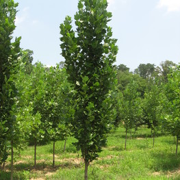 Тополь дрожащий осина (Populus tremula)