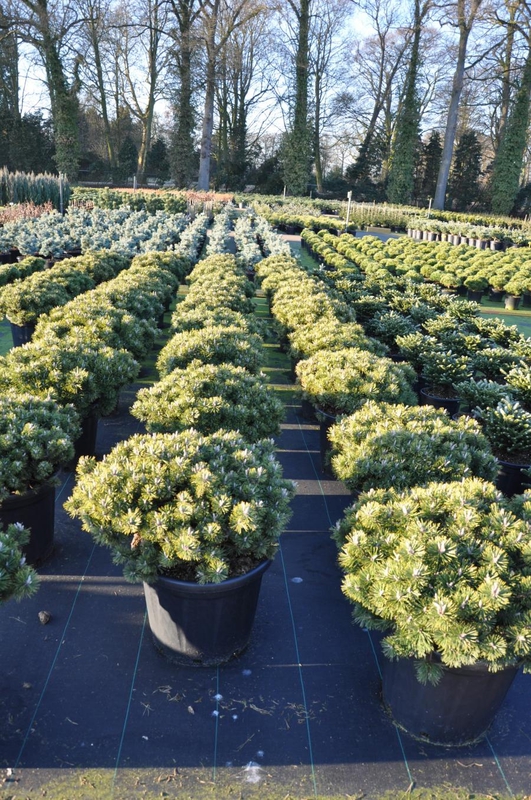 Сосна горная Хампи (Pinus mugo 'Humpy')