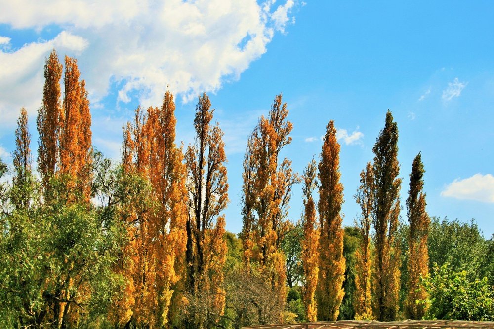 Тополь Пирамидально-осокоревый Камышинский (Populus 'Kamyshinskiy')