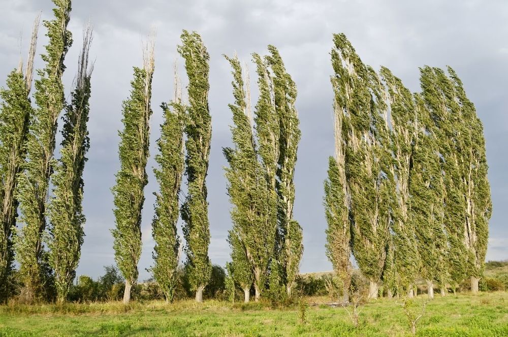 Тополь Памяти Вавилова (Populus 'Pamyati Vavilova')