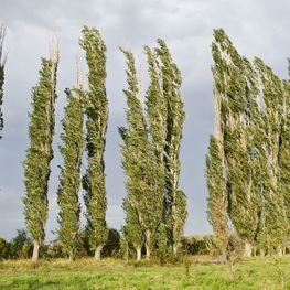 Тополь Памяти Вавилова (Populus 'Pamyati Vavilova')