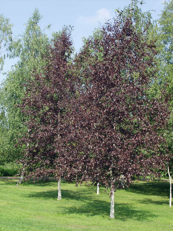Береза повислая Пурпуреа (Betula pendula 'Purpurea')