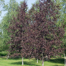 Береза повислая Пурпуреа (Betula pendula 'Purpurea')