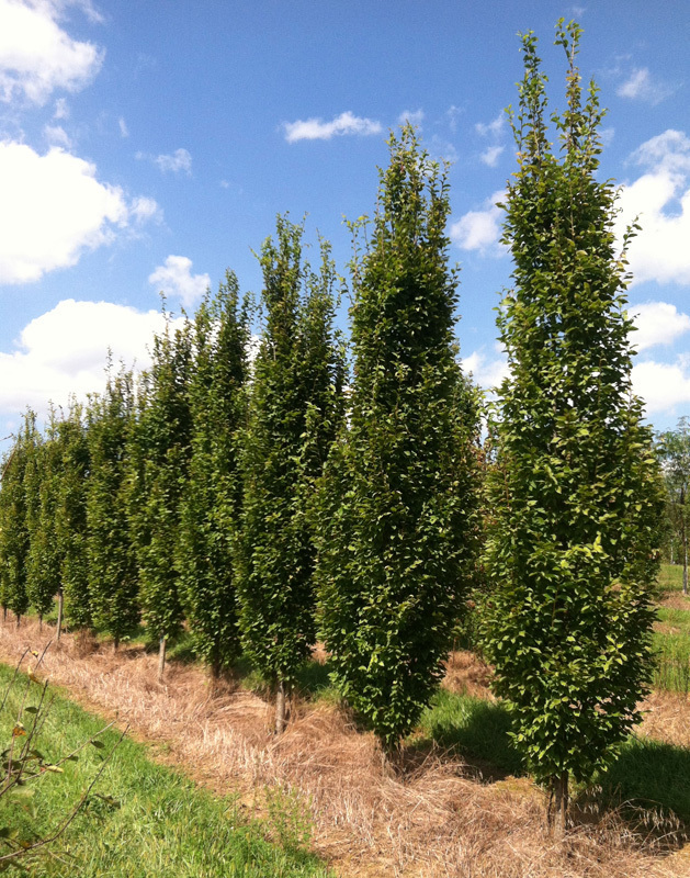 Граб обыкновенный Пирамидалис (Carpinus betulus 'Pyramidalis')