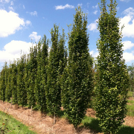 Граб обыкновенный Пирамидалис (Carpinus betulus 'Pyramidalis')