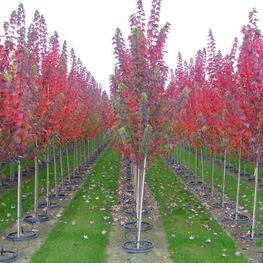 Клен красный Бургунди Белл (Acer rubrum 'Burgundy Belle')