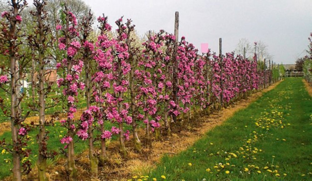 Яблоня Прериефайер (Malus 'Prairifire') шпалера