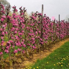 Яблоня Прериефайер (Malus 'Prairifire') шпалера