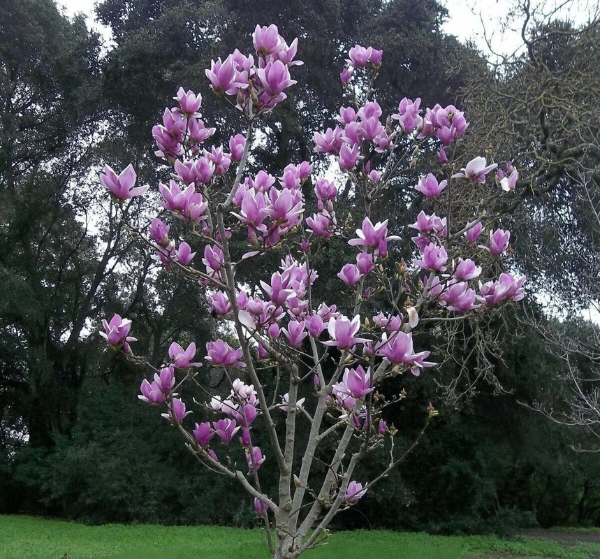 Магнолия Суланжа (Magnolia x soulangeana)